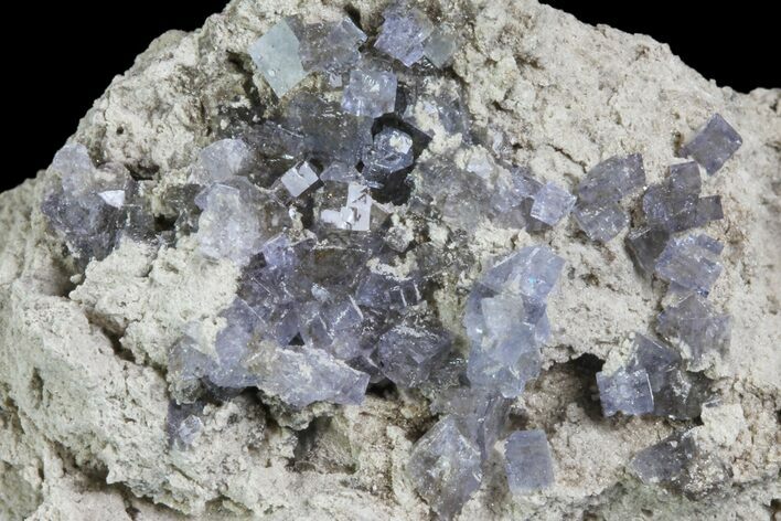 Purple/Gray Fluorite Cluster - Marblehead Quarry Ohio #81171
